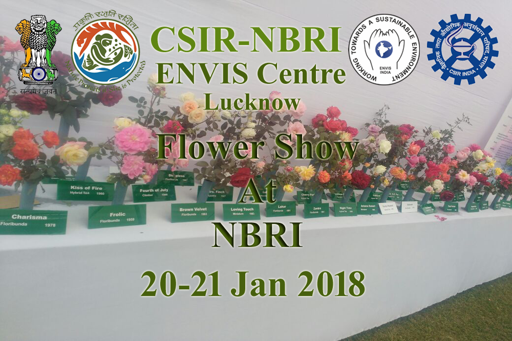 Rose & Gladiolus Flower Show 20th-21th Jan 2018 Image2