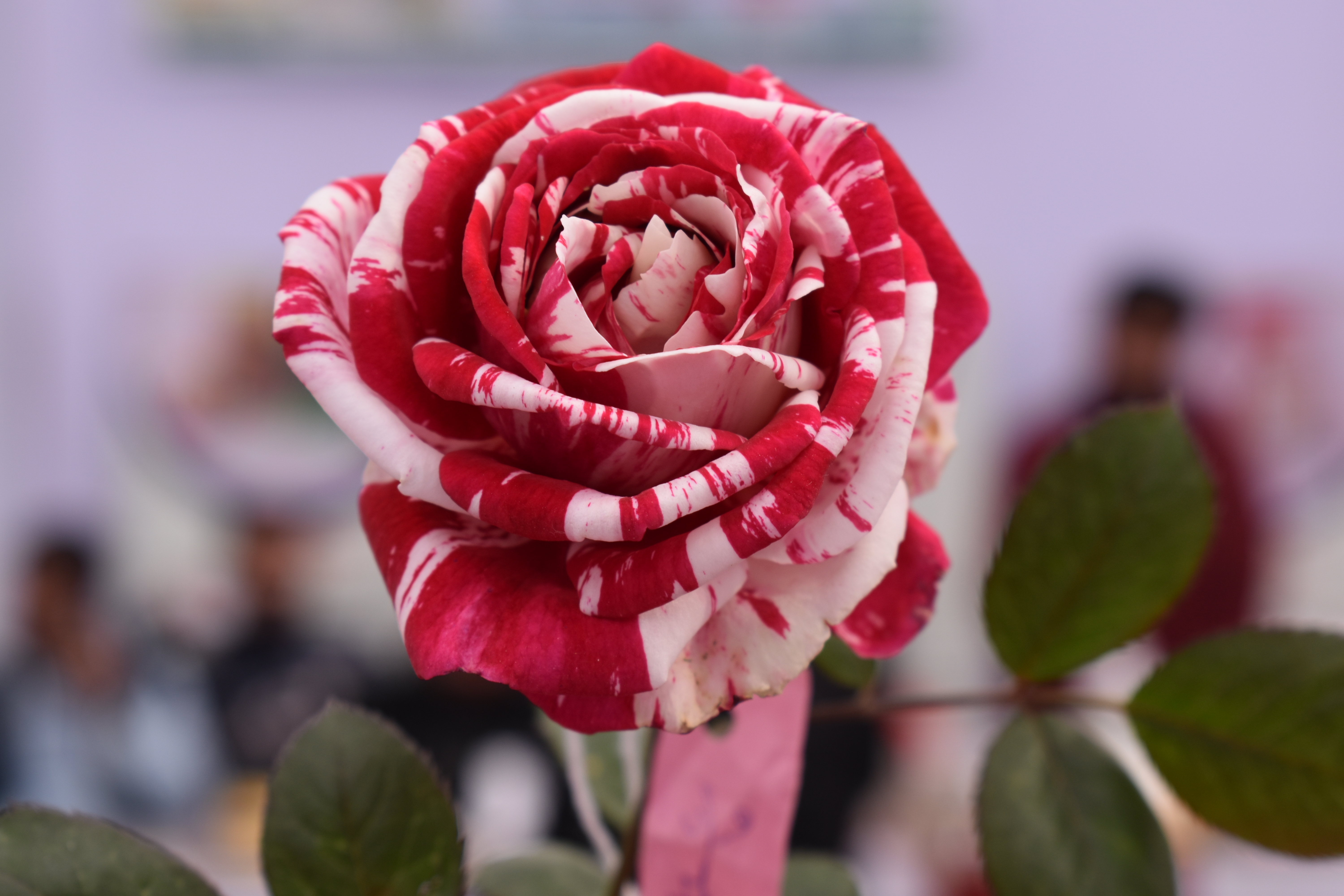 NBRI-EIACP PC RP Mission LiFE Awareness stall at Rose &  Gladiolus flower show 