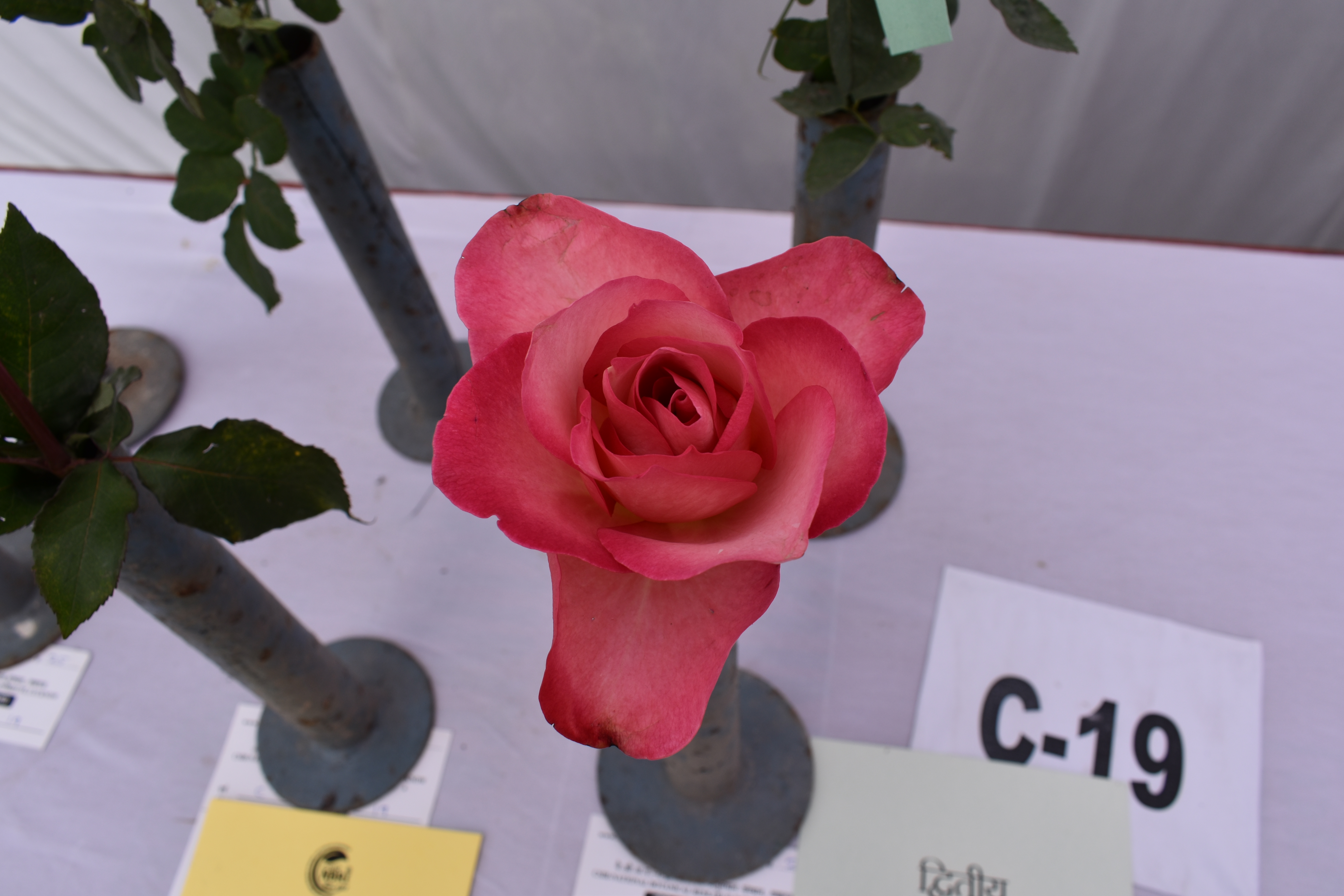 Rose and Gladiolus Show - 2023 (EIACP NBRI)