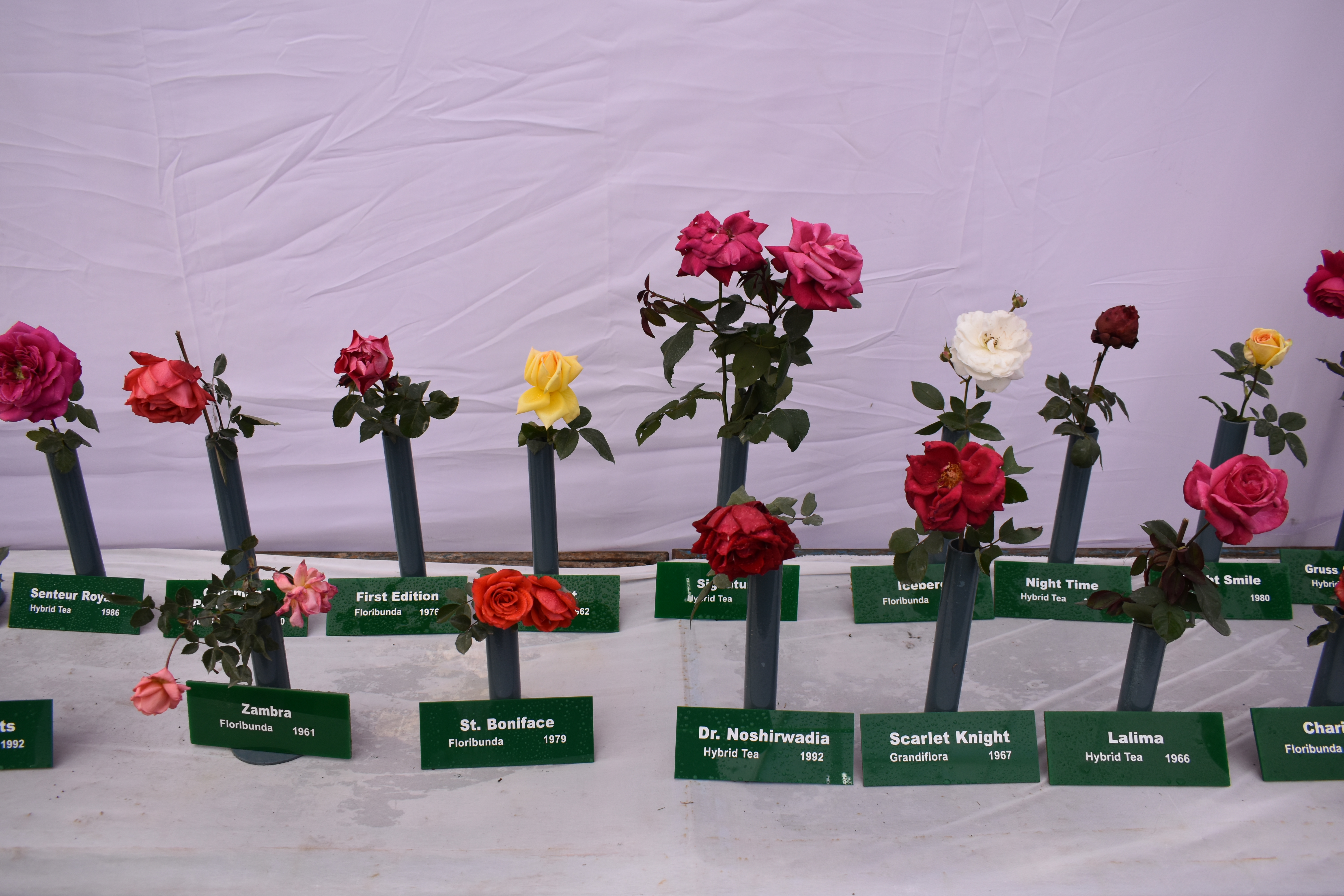 Rose and Gladiolus Show - 2023 (EIACP NBRI)