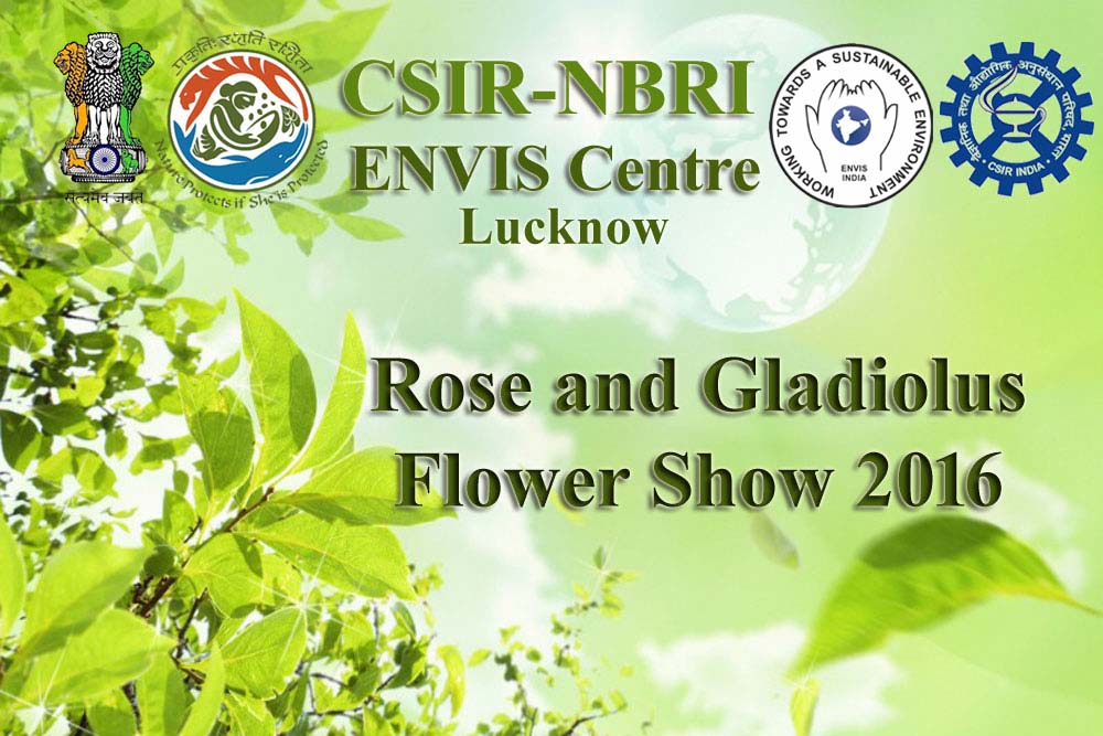  Rose and Gladiolus Flower show 2016